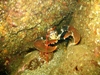 lobster1.jpg